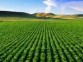 La blockchain dans l’agriculture et l’approvisionnement alimentaire