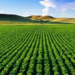 blockchain agriculture